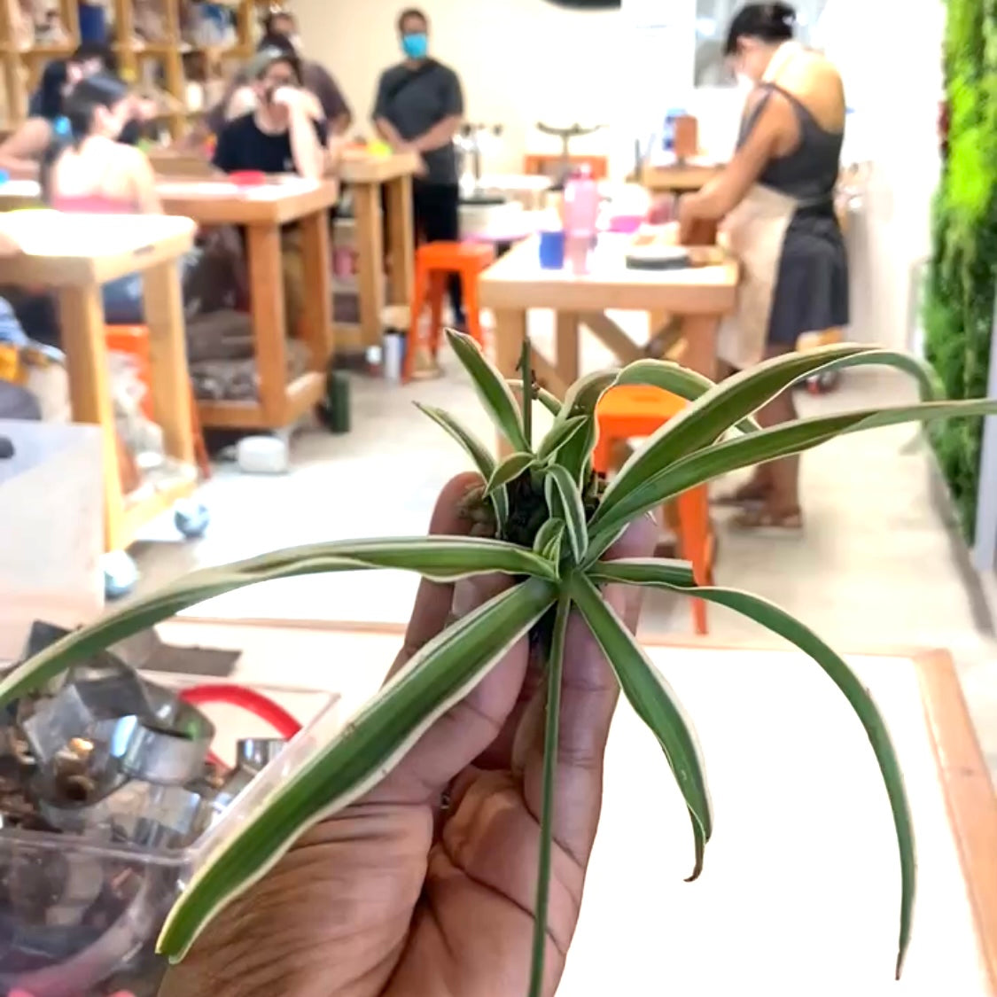Planters & Clipping Swap